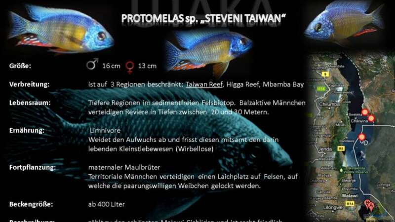 Artentafel - Protomelas sp. "steveni taiwan"