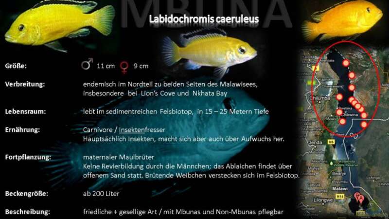 Artentafel - Labidochromis caeruleus