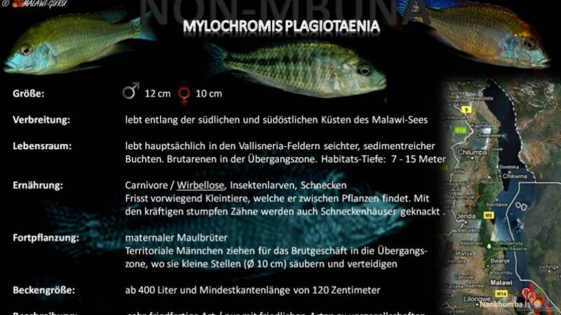 Artentafel - Mylochromis plagiotaenia