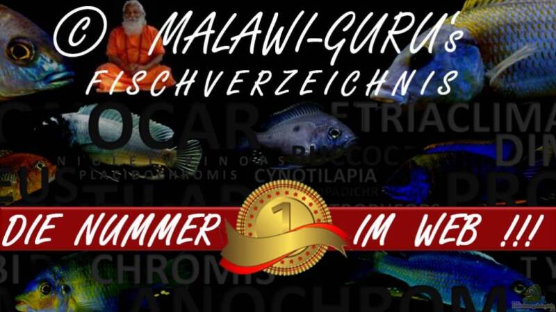 Malawi-Guru hat Grund zum feiern...