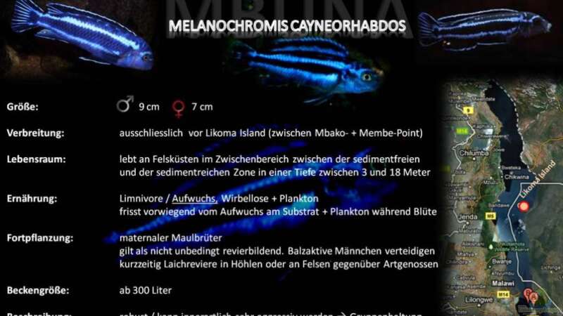 Artentafel - Melanochromis cyaneorhabdos (= M. sp. "maingano")