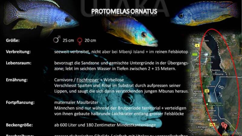 Artentafel - Protomelas ornatus