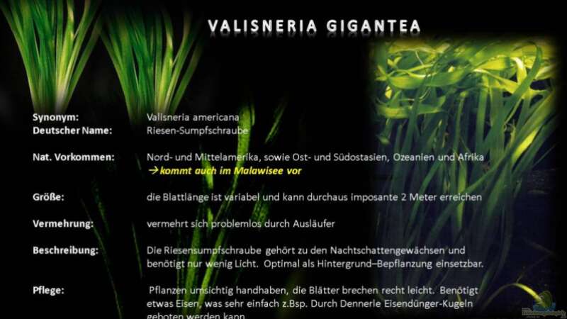 MALAWI Pflanzentafel - Valisneria gigantea