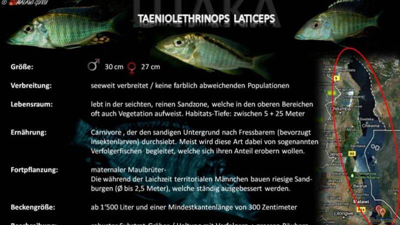 Artentafel - Taeniolethrinops laticeps