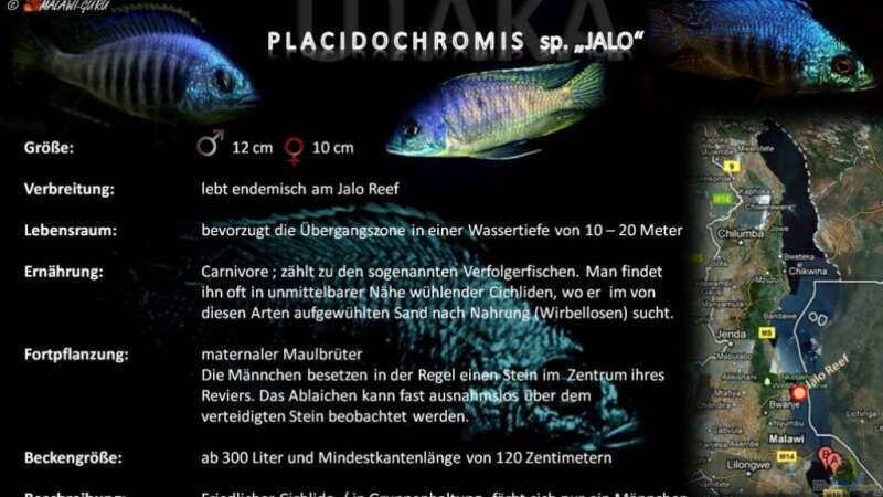Artentafel - Placidochromis sp. "jalo"