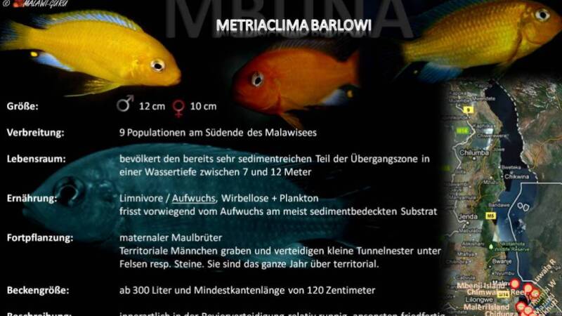 Artentafel - Metriaclima barlowi