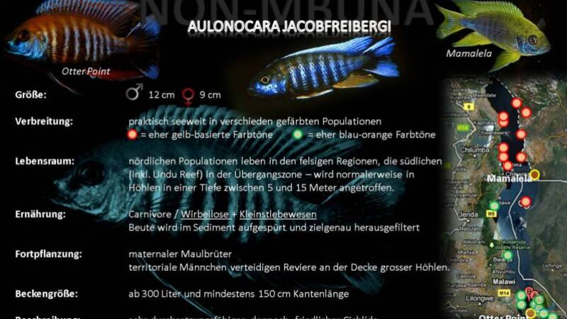 Artentafel - Aulonocara jacobfreibergi