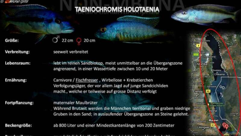Artentafel - Taeniochromis holotaenia