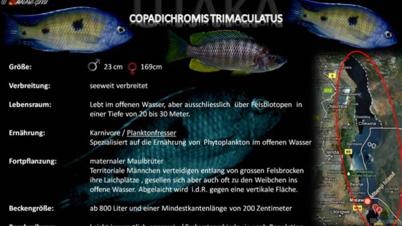 Artentafel - Copadichromis trimaculatus