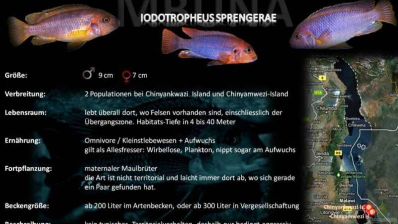 Artentafel - Iodotropheus sprengerae