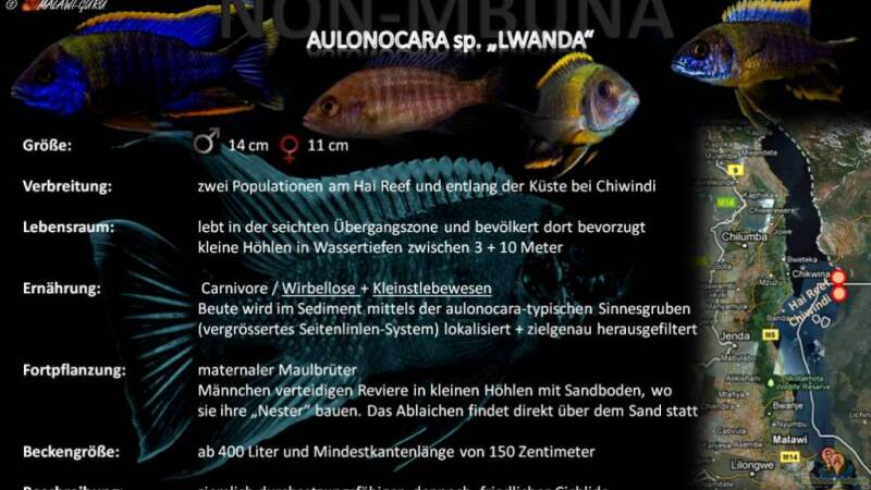 Artentafel - Aulonocara sp. "lwanda"