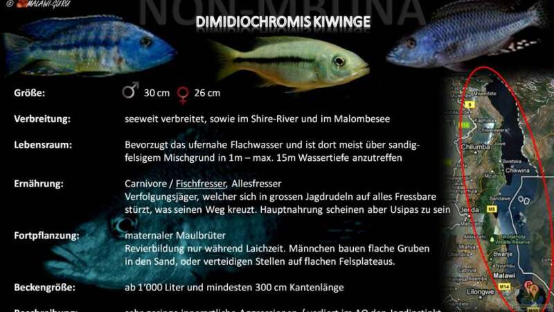 Artentafel - Dimidiochromis kiwinge von Der Schweizer (37)