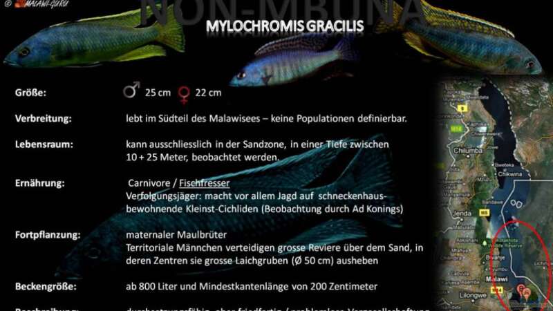 Artentafel - Mylochromis gracilis von Der Schweizer (43)