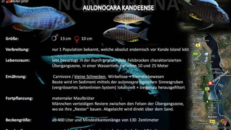 Artentafel - Aulonocara kandeense