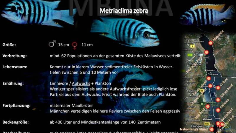 Artentafel - Metriaclima zebra