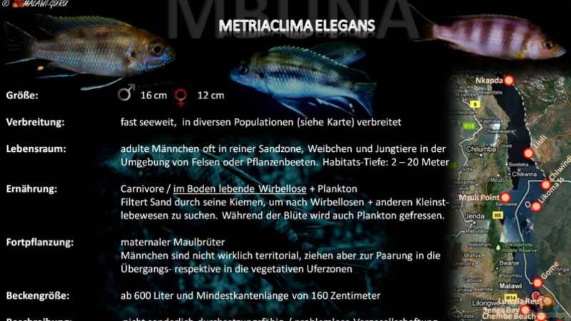 Artentafel - Metriaclima elegans