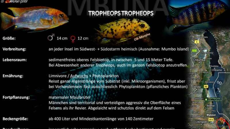 Artentafel - Tropheops tropheops