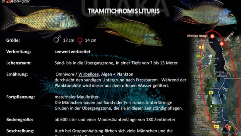 Artentafel - Tramitichromis lituris