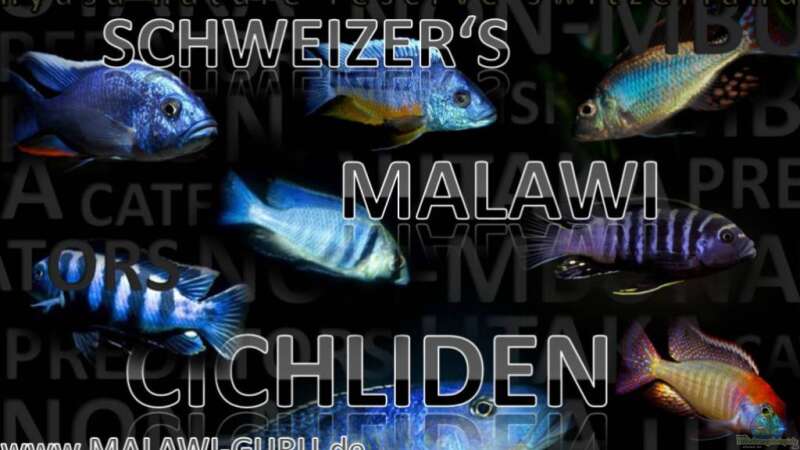 Besatz im Aquarium malawi cane brake (nur noch als Beispiel) von Der Schweizer (36)