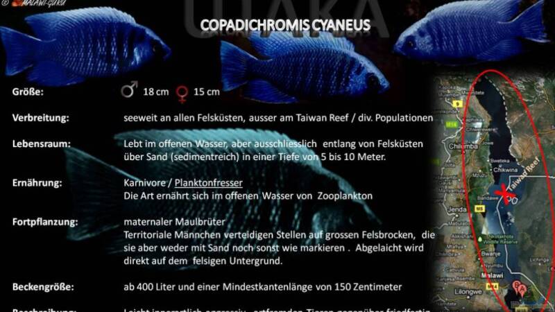 Artentafel - Copadichromis cyaneus