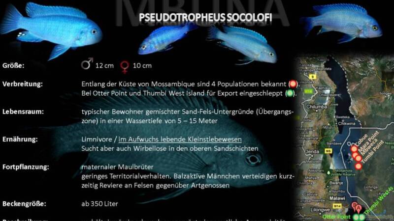 Artentafel - Pseudotropheus socolofi