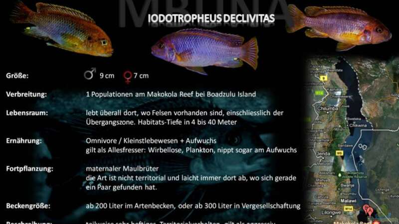 Artentafel - Iodotropheus declivitas