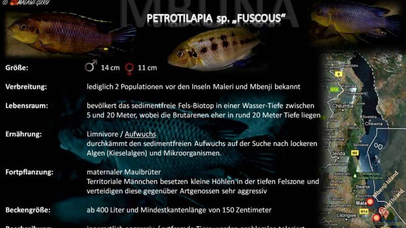 Artentafel - Petrotilapia sp. "fuscous"