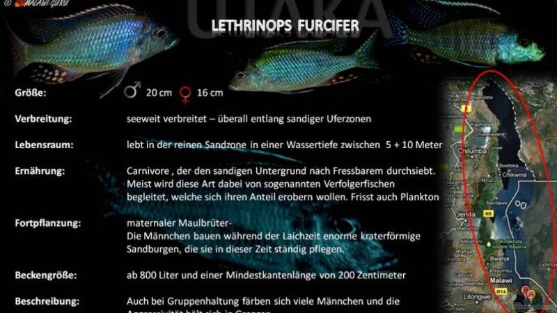 Artentafel - Lethrinops furcifer