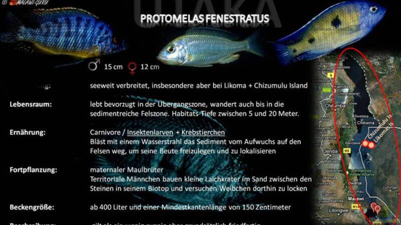 Artentafel - Protomelas fenestratus