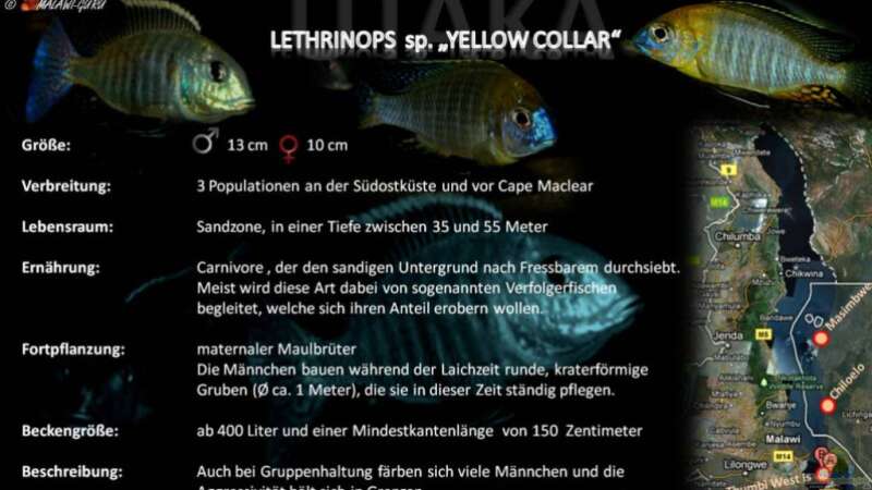 Artentafel - Lethrinops sp. "yellow collar"