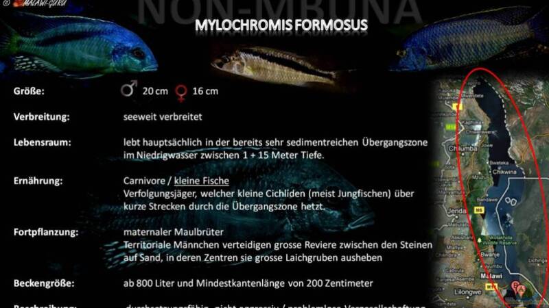 Artentafel - Mylochromis formosus