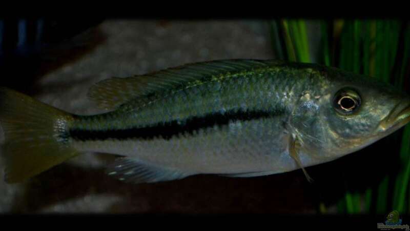 Dimidiochromis kiwinge (female) von Der Schweizer (42)