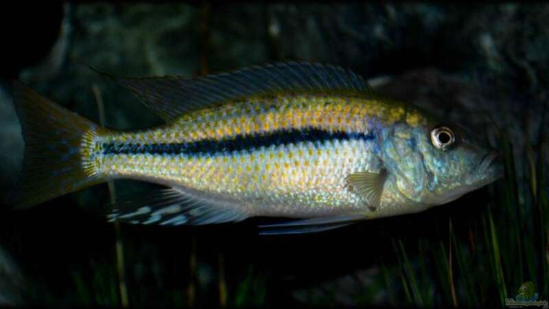 Dimidiochromis kiwinge (male) von Der Schweizer (41)