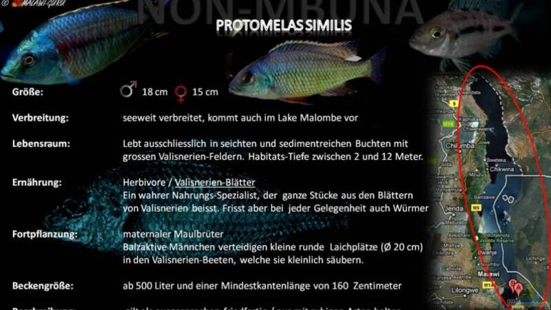 Artentafel - Protomelas similis