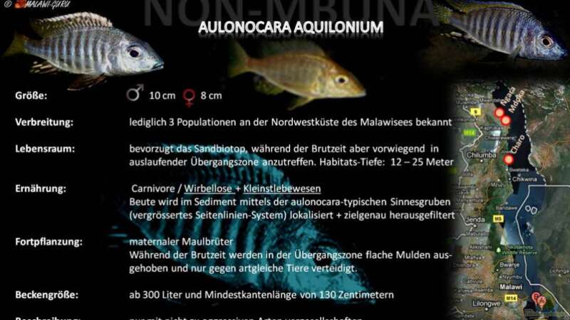 Artentafel - Aulonocara aquilonium
