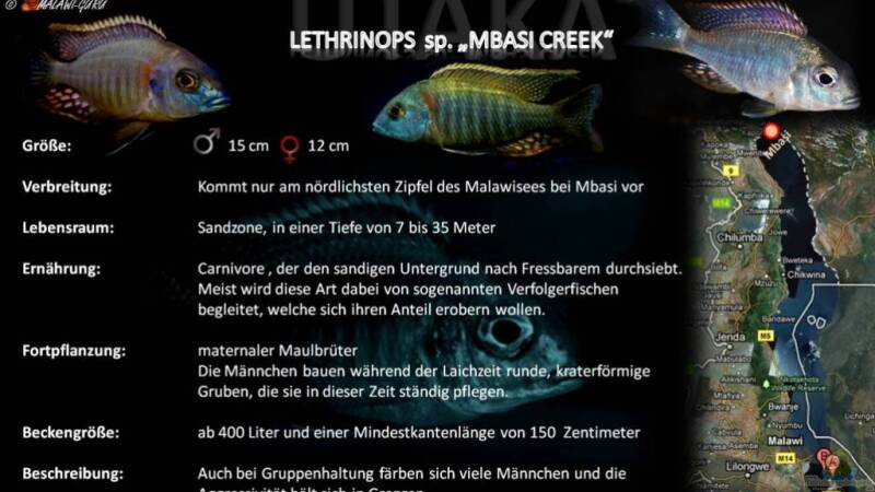 Artentafel - Lethrinops sp. "mbasi creek"