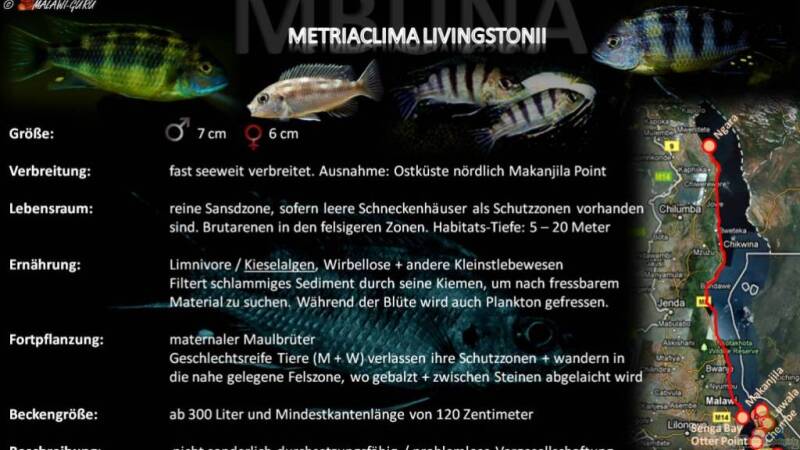Artentafel - Metriaclima livingstonii