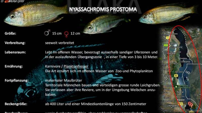 Artentafel - Nyassachromis prostoma