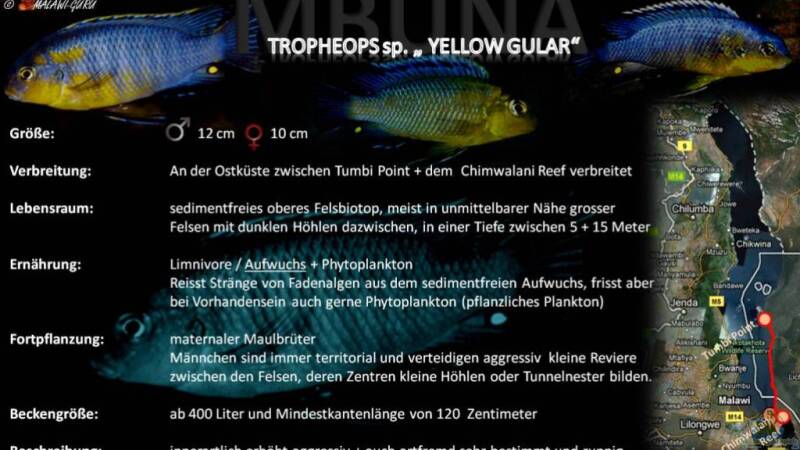 Artentafel - Tropheops sp. "yellow gular"