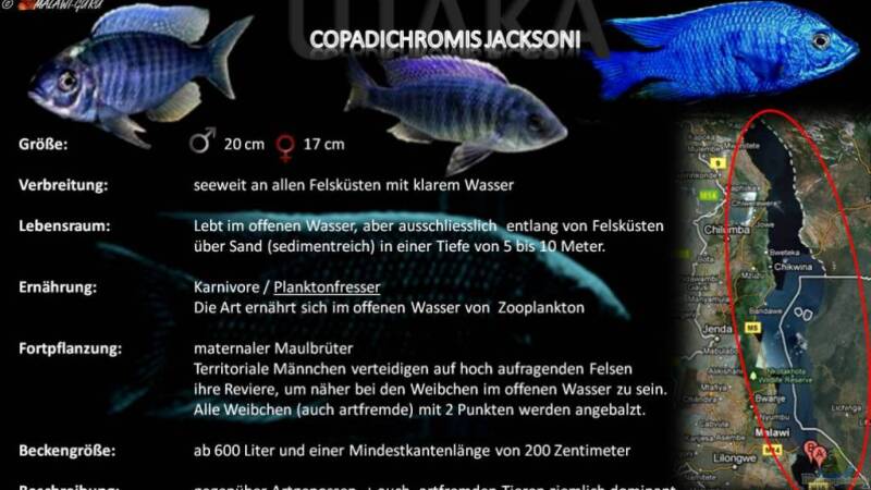 Artentafel - Copadichromis jacksoni