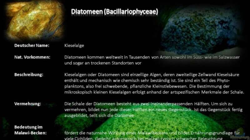 Pflanzentafel - Diatomeen (Bacillariophyceae) von Der Schweizer (13)