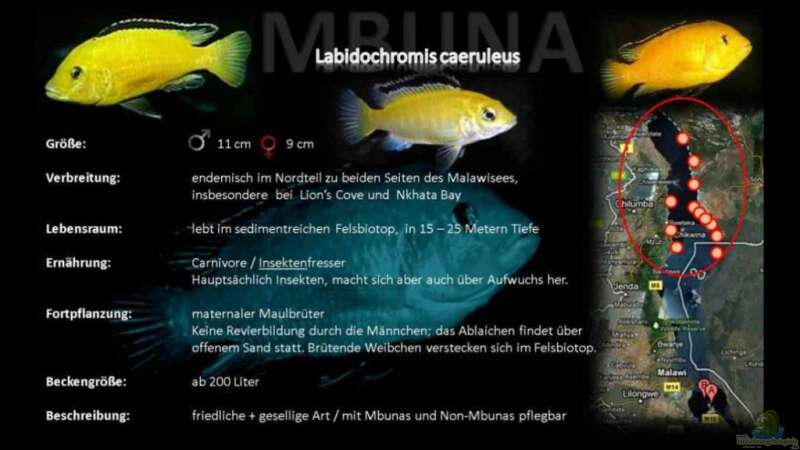 Labidochromis caeruleus (Gelber Labidochromis  Yellow) von -Markus- (11)