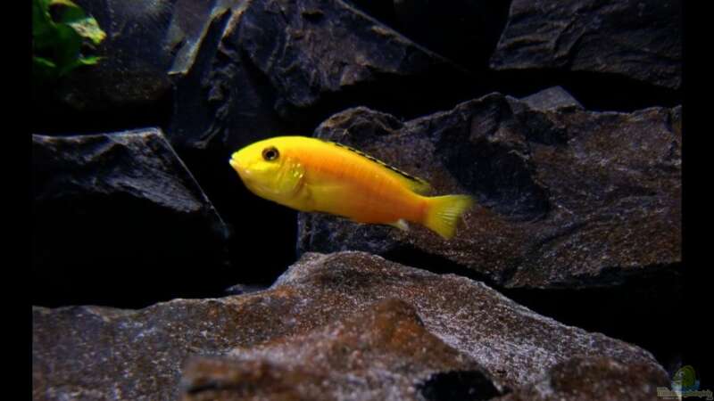 Labidochromis caeruleus (Gelber Labidochromis  Yellow) von -Markus- (12)