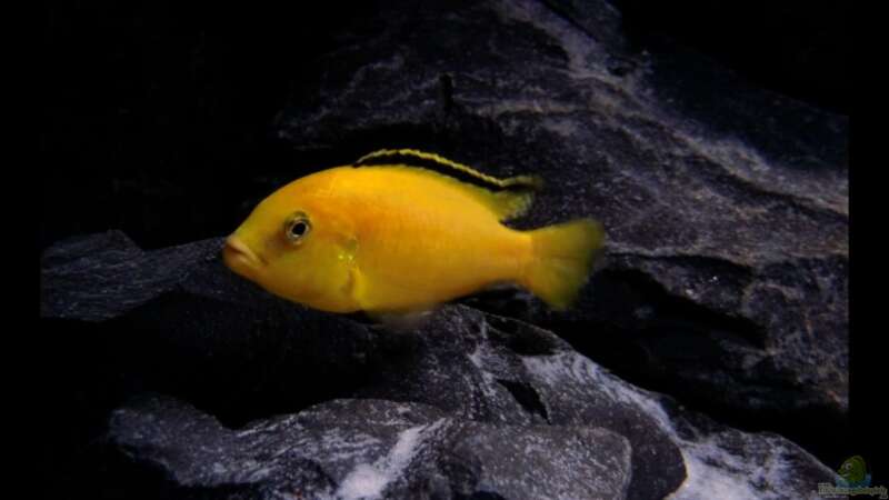 Labidochromis caeruleus (Gelber Labidochromis  Yellow) von -Markus- (14)
