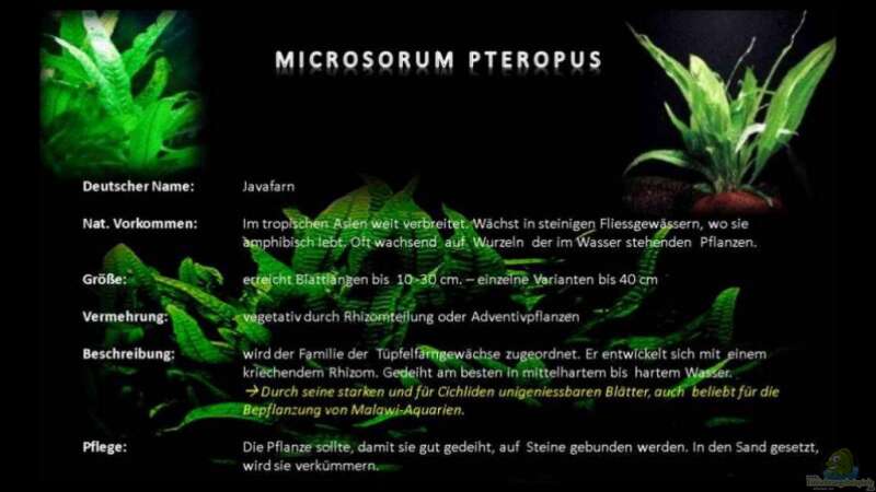 Microsorum pteropus (Javafarn) von -Markus- (3)
