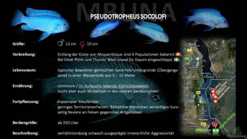 Pseudotropheus socolofi (Eisblauer Maulbrüter) von -Markus- (15)