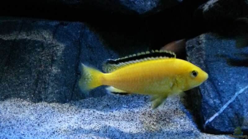 Labidochromis "Yellow" caeruleus im Aquarium halten (Einrichtungsbeispiele für Gelber Malawimaulbrüter)  - Labidochromis-caeruleusaquarium