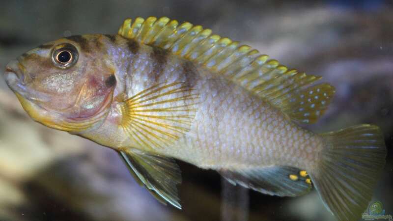 Labidochromis sp. Hongi  tragendes Weibchen was auch eine schöne Färbung hat von Sebastian O. (42)