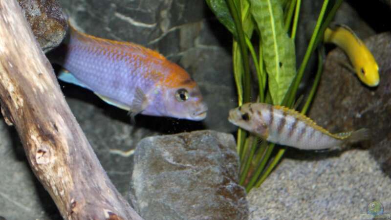 Labidochromis sp. Hongi auch das kleine Männchen lässt sich nichts gefallen von Sebastian O. (41)