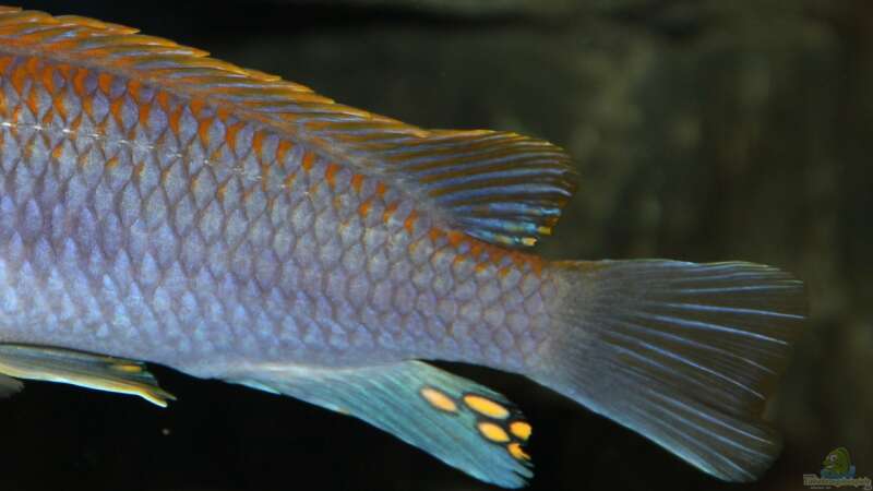 Labidochromis sp. Hongi (Schuppenstruktur)  von Sebastian O. (38)